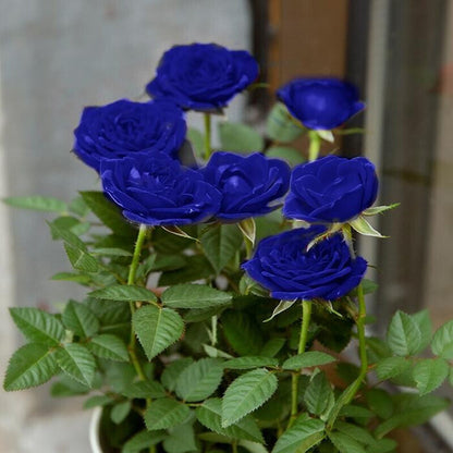 Rare Rose "Firebird" Seeds