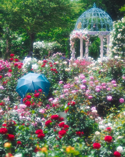 Mixed Color Rose Combination Seeds💐