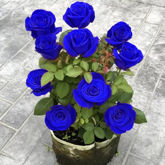 Rare Rose "Firebird" Seeds