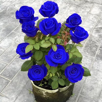 Rare Rose "Firebird" Seeds