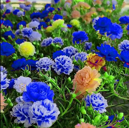 🌼Muti-color Moss Rose-Double Petal Sunflower