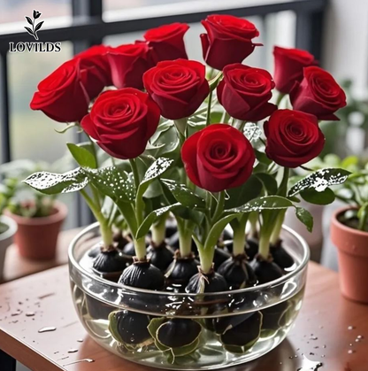LOVILDS  ✨Hydroponic Rose Bulbs -Enchanting Fragrant🌹Can be grown in water or soil