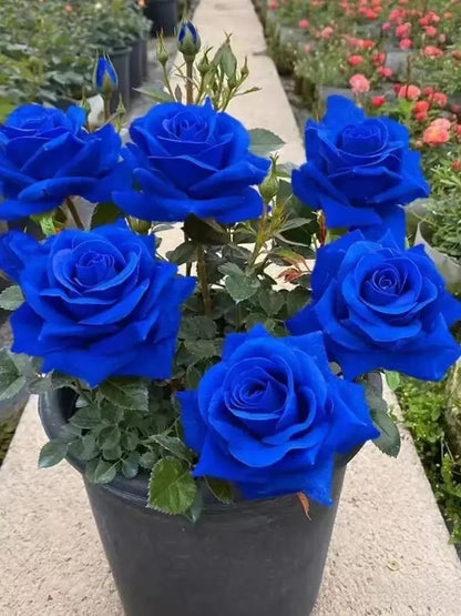 Rare Rose "Firebird" Seeds