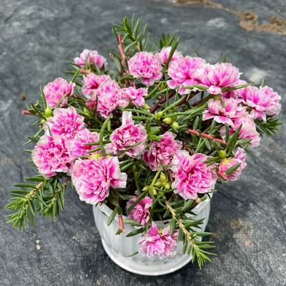 🌼Muti-color Moss Rose-Double Petal Sunflower