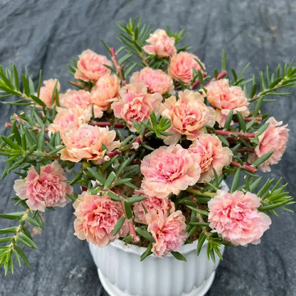 🌼Muti-color Moss Rose-Double Petal Sunflower