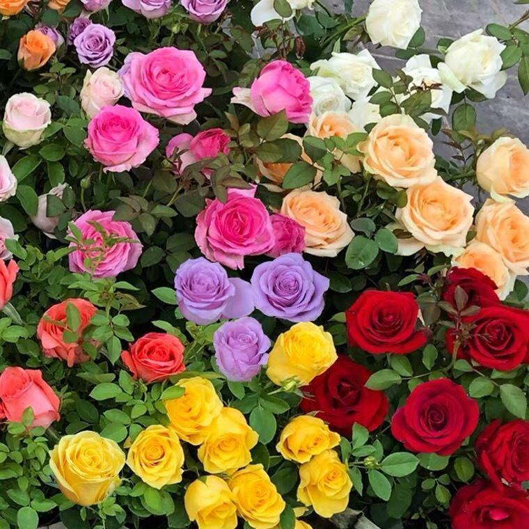 Mixed Color Rose Combination Seeds💐