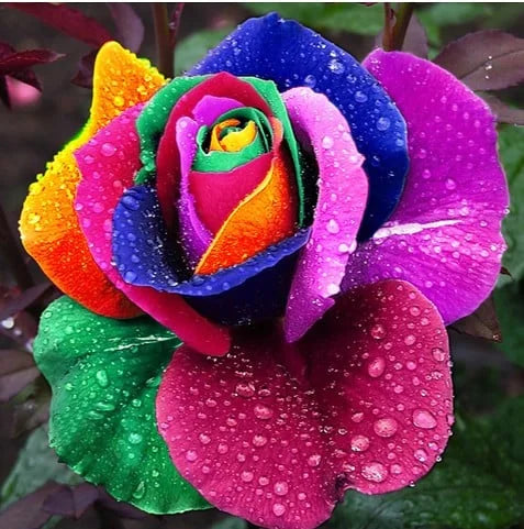 Rare Rose "Firebird" Seeds