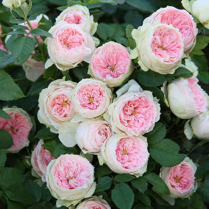 🌹【REPEATED FLOWERING】🌹CLIMBING ROSE SEEDS - HAPPINESS INCREASES