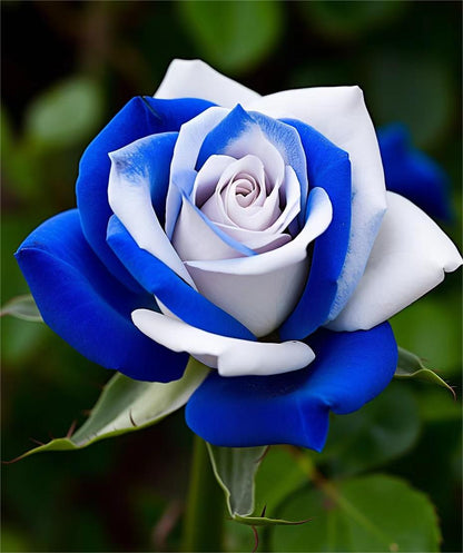 💙Blue White Roses Seeds：A Delightful Blend of Elegance and Serenity