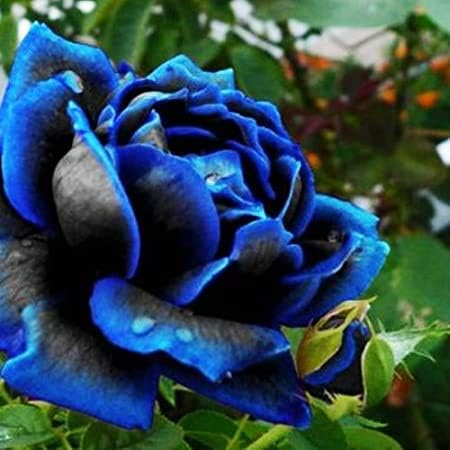 Rare Black Blue Rose- Seeds