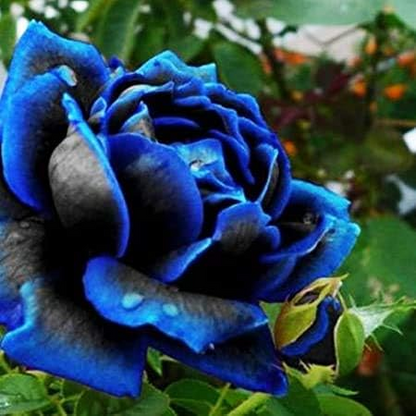 Rare Black Blue Rose- Seeds