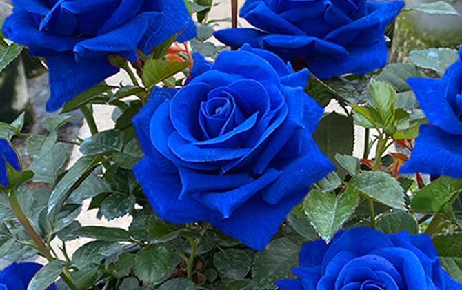 Rare Rose "Firebird" Seeds