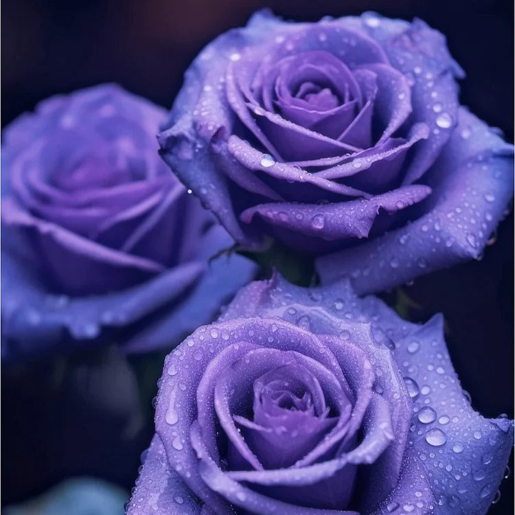 Rare Rose "Firebird" Seeds
