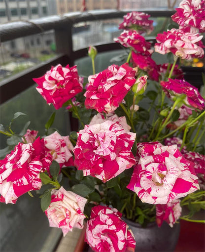 Rare Twin Rose - Love Bubble Rose
