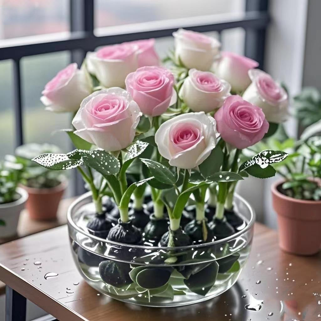 LOVILDS  ✨Hydroponic Rose Bulbs -Enchanting Fragrant🌹Can be grown in water or soil