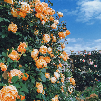 🌹【REPEATED FLOWERING】🌹CLIMBING ROSE SEEDS - HAPPINESS INCREASES