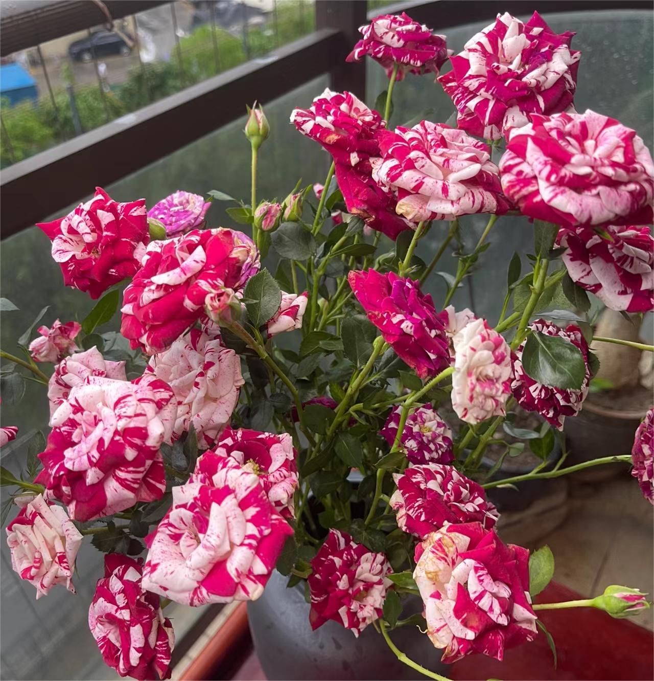 Rare Twin Rose - Love Bubble Rose