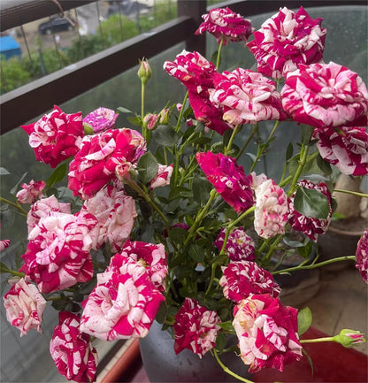 Rare Twin Rose - Love Bubble Rose
