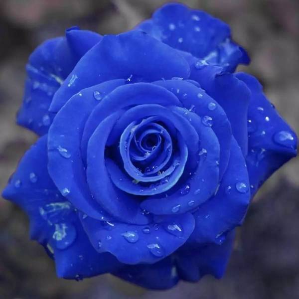 Rare Rose "Firebird" Seeds