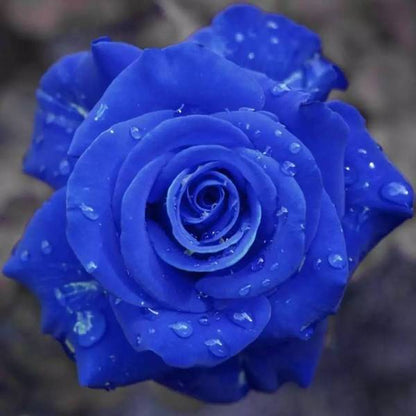 Rare Rose "Firebird" Seeds
