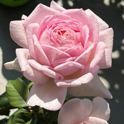 Rare Rose "Firebird" Seeds