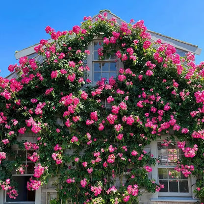 🌹【REPEATED FLOWERING】🌹CLIMBING ROSE SEEDS - HAPPINESS INCREASES