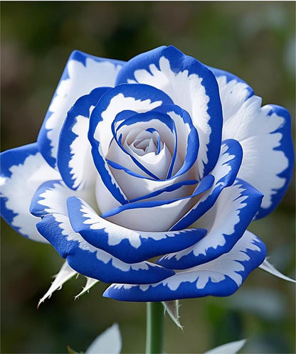 💙Blue White Roses Seeds：A Delightful Blend of Elegance and Serenity