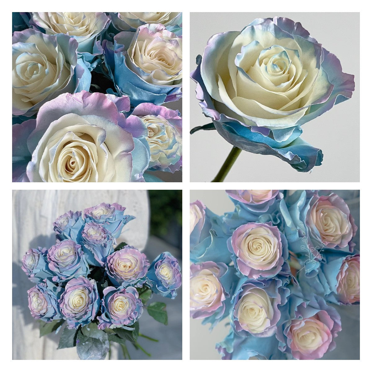 🌹Ecuadorian Roses - Rare Roses