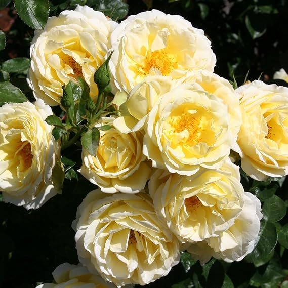 🌹【REPEATED FLOWERING】🌹CLIMBING ROSE SEEDS - HAPPINESS INCREASES