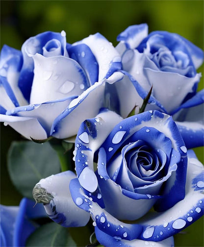 💙Blue White Roses Seeds：A Delightful Blend of Elegance and Serenity