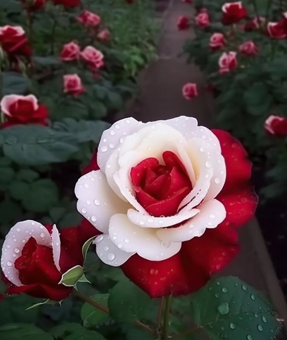Red Heart Twin Rose Seeds