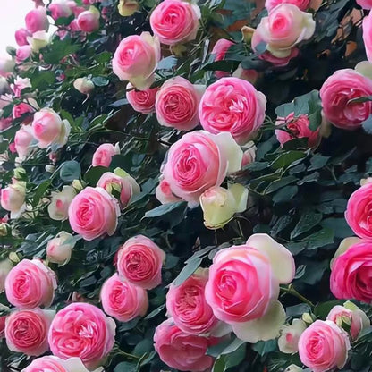 🌹【REPEATED FLOWERING】🌹CLIMBING ROSE SEEDS - HAPPINESS INCREASES