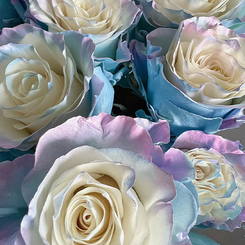 🌹Rare Rose - Fairy Tale