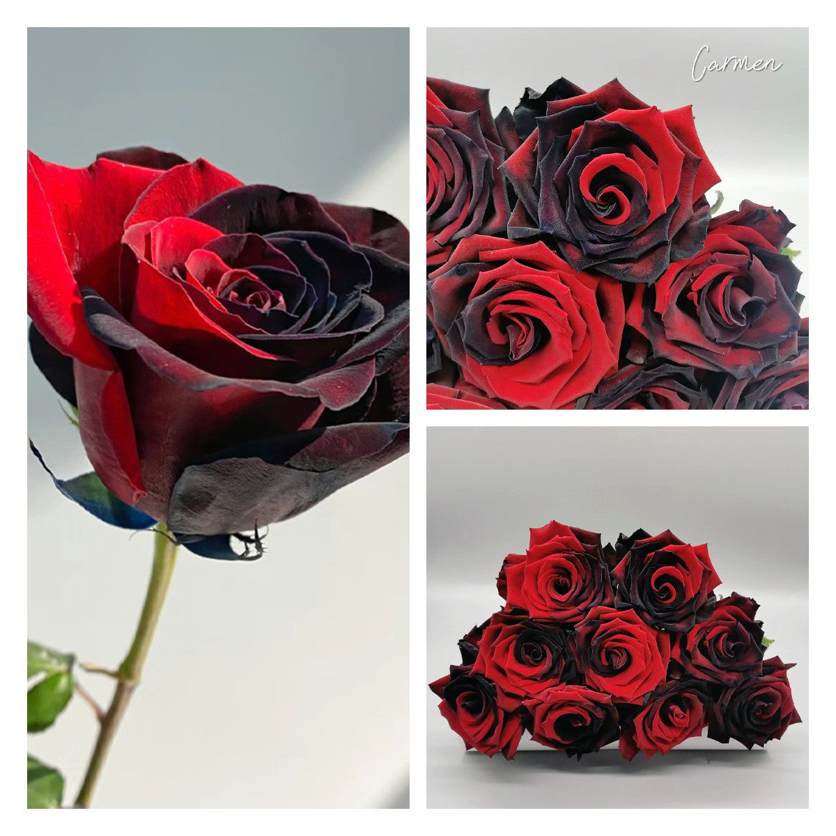 🌹Ecuadorian Roses - Rare Roses