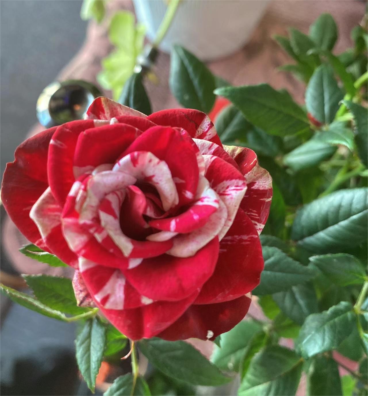 Rare Twin Rose - Love Bubble Rose