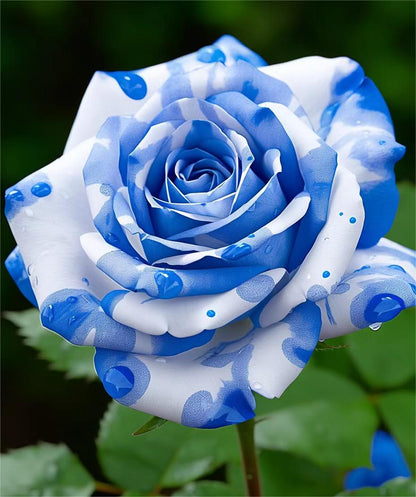 💙Blue White Roses Seeds：A Delightful Blend of Elegance and Serenity