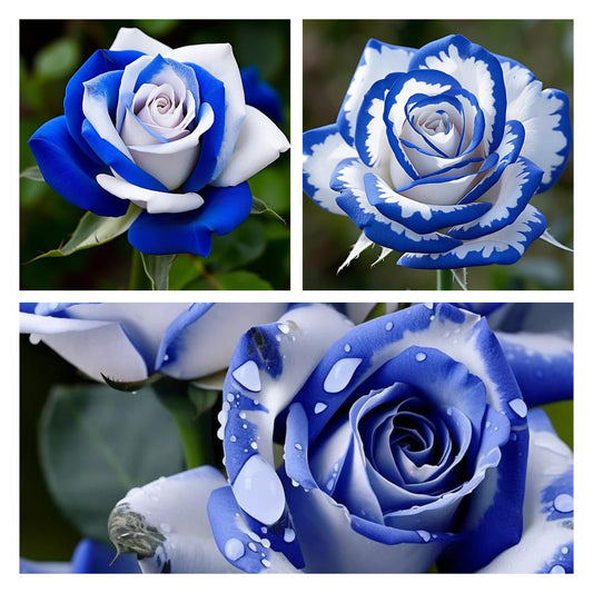 💙Blue White Roses Seeds：A Delightful Blend of Elegance and Serenity