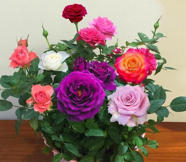 Mixed Color Rose Combination Seeds💐