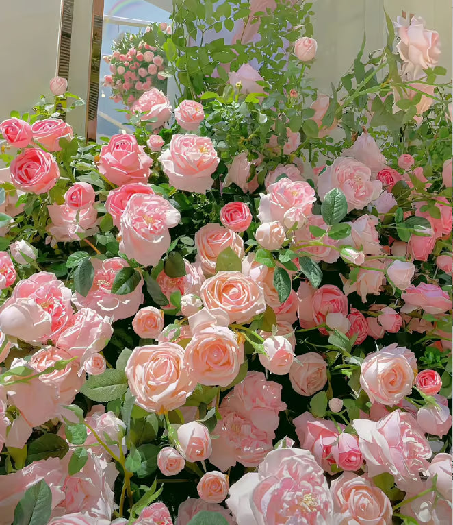 🌹【REPEATED FLOWERING】🌹CLIMBING ROSE SEEDS - HAPPINESS INCREASES