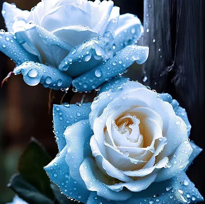 Rare Rose "Firebird" Seeds