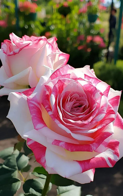 Rare Rose "Firebird" Seeds