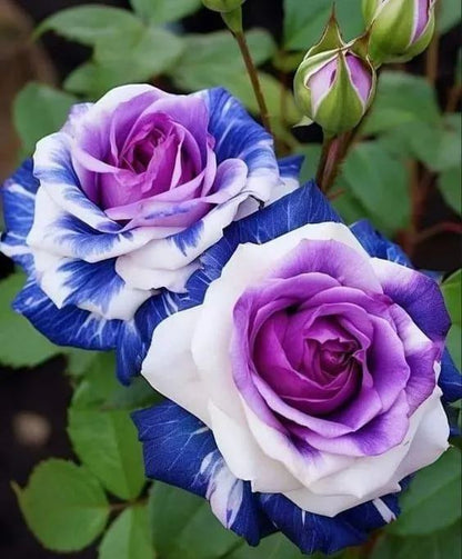 Rare Rose "Firebird" Seeds