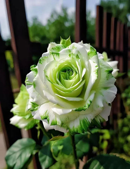 Rare Rose "Firebird" Seeds