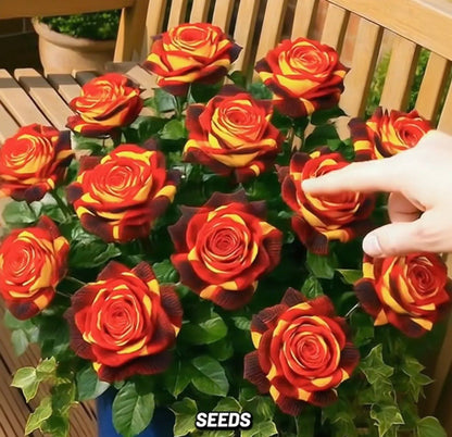 Rare Rose "Firebird" Seeds